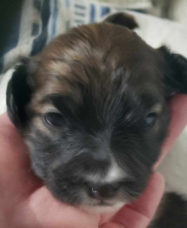 Papillon Puppies of Plymouth County, MA media 4