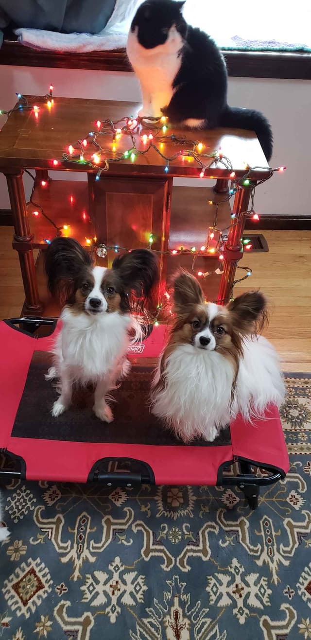 Papillon Puppies of Plymouth County, MA media 2