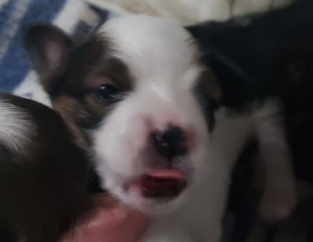 Papillon Puppies of Plymouth County, MA media 6