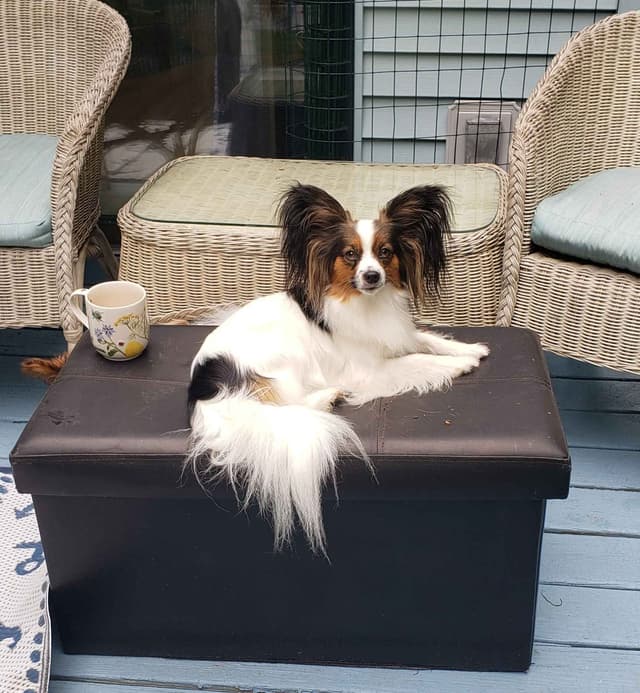 Papillon Puppies of Plymouth County, MA media 5