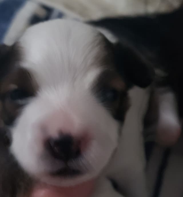Papillon Puppies of Plymouth County, MA media 7
