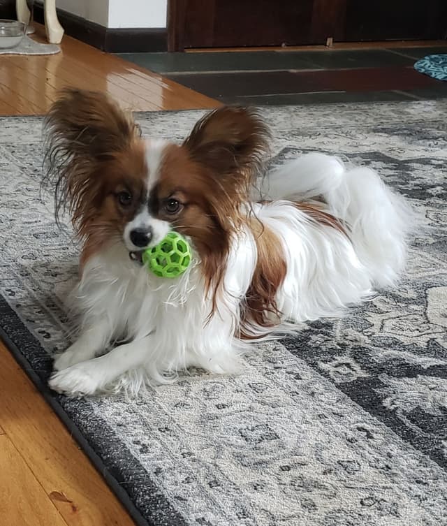 Papillon Puppies of Plymouth County, MA media 8