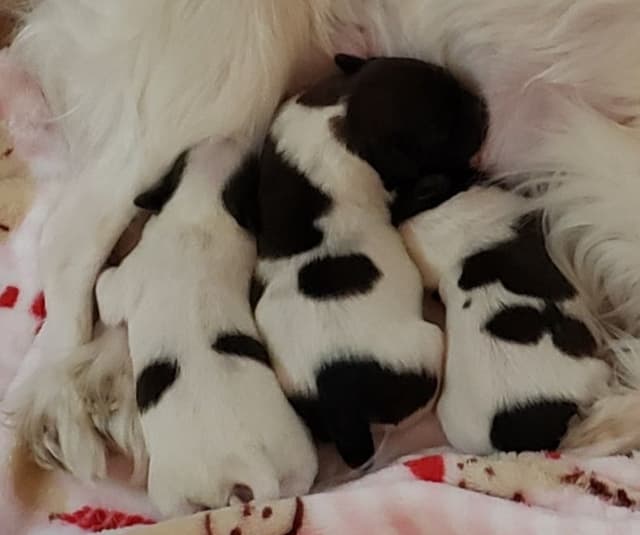 Papillon Puppies of Plymouth County, MA media 9