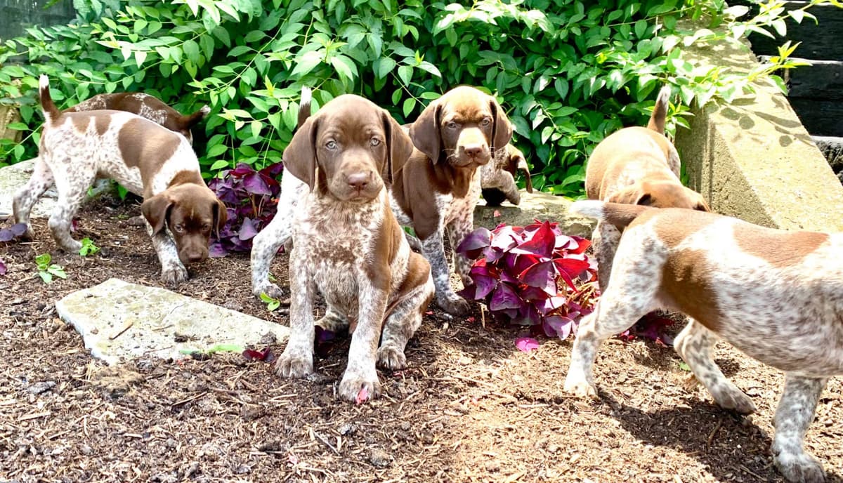$595 Hip Cert❤️German Shorthaired Pointer Puppies. Text 717-929-8733 breeder image 2