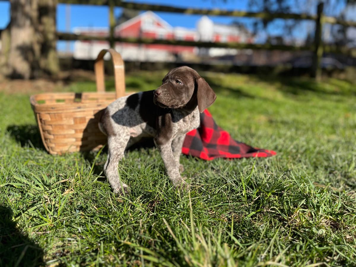 $595 Hip Cert❤️German Shorthaired Pointer Puppies. Text 717-929-8733 breeder image 3