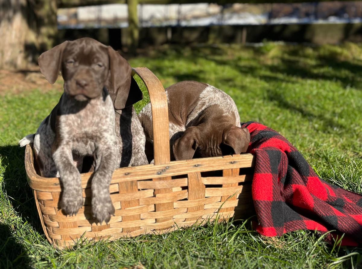 $595 Hip Cert❤️German Shorthaired Pointer Puppies. Text 717-929-8733 breeder image 4