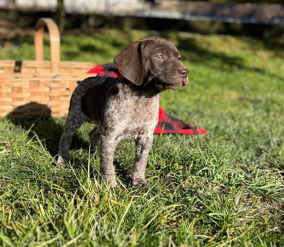 $595 Hip Cert❤️German Shorthaired Pointer Puppies. Text 717-929-8733 breeder image 6