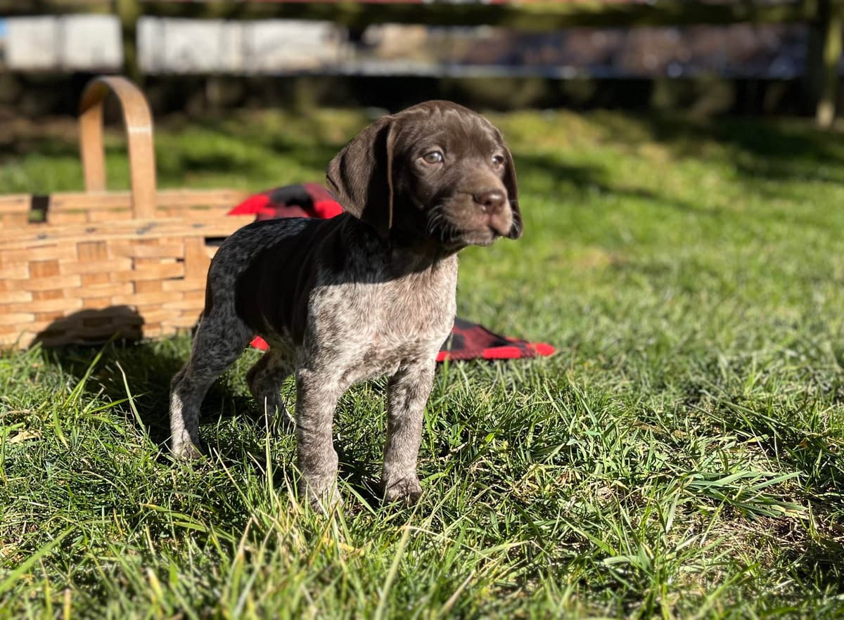 $595 Hip Cert❤️German Shorthaired Pointer Puppies. Text 717-929-8733 breeder image 7
