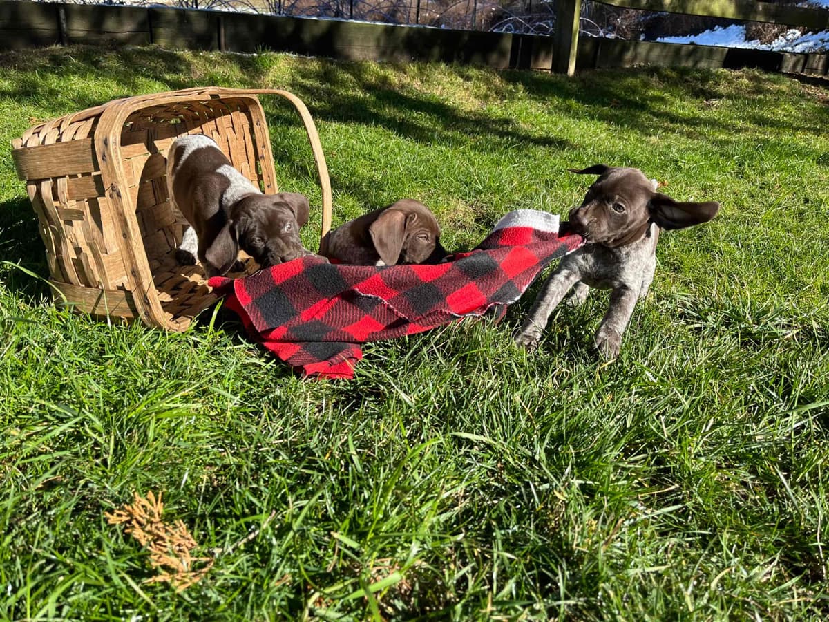 $595 Hip Cert❤️German Shorthaired Pointer Puppies. Text 717-929-8733 breeder image 9