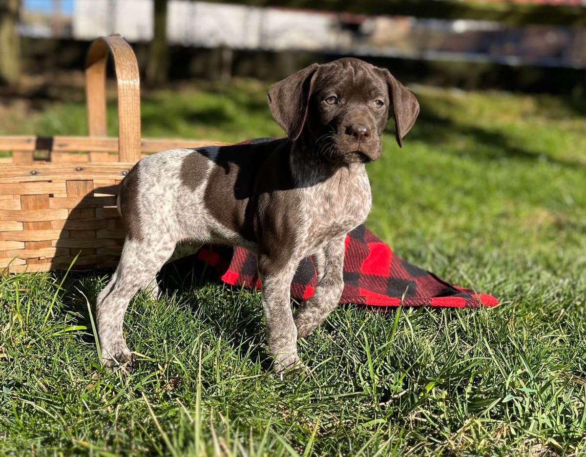 $595 Hip Cert❤️German Shorthaired Pointer Puppies. Text 717-929-8733 breeder image 1