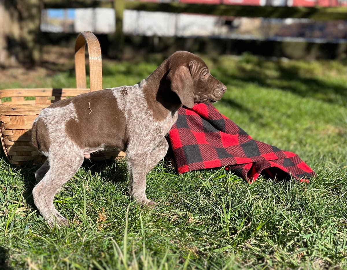 $595 Hip Cert❤️German Shorthaired Pointer Puppies. Text 717-929-8733 breeder image 8