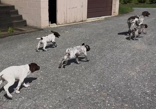 $595 Hip Cert❤️German Shorthaired Pointer Puppies.  Text 717-929-8733 media 6