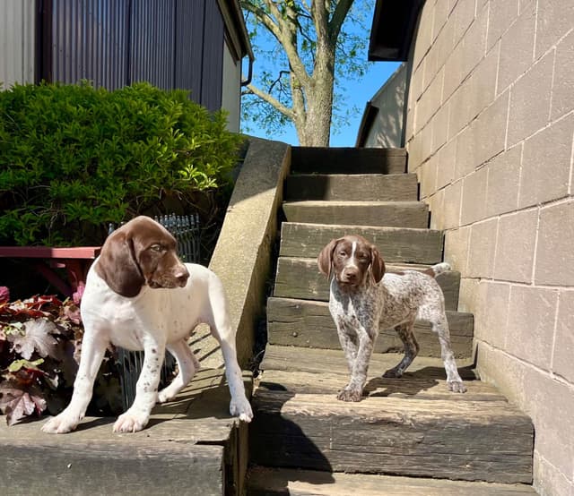 $595 Hip Cert❤️German Shorthaired Pointer Puppies.  Text 717-929-8733 media 5