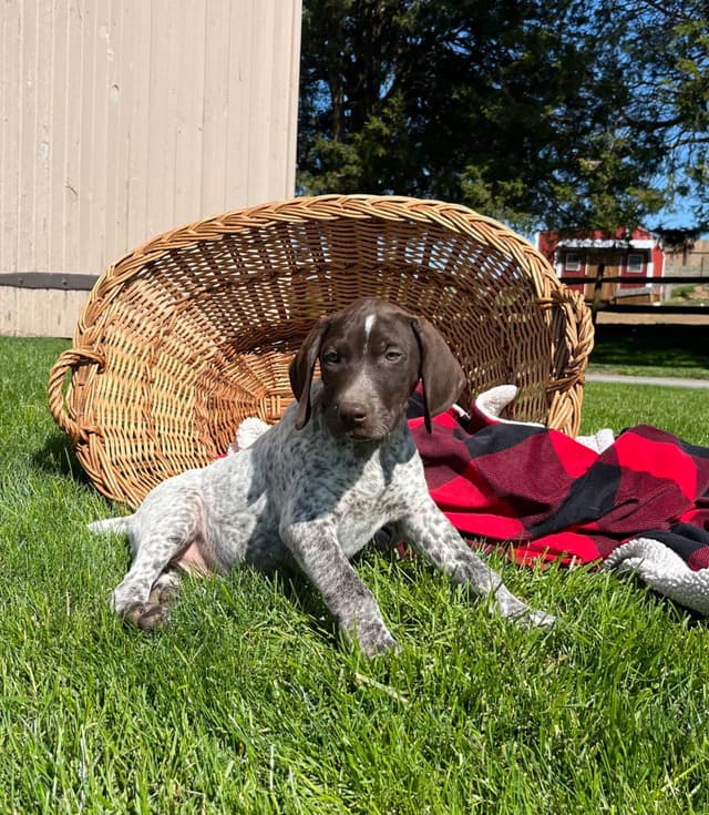 $595 Hip Cert❤️German Shorthaired Pointer Puppies.  Text 717-929-8733 media 14