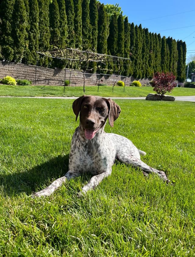 $595 Hip Cert❤️German Shorthaired Pointer Puppies.  Text 717-929-8733 media 7