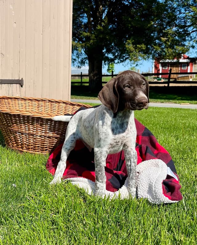 $595 Hip Cert❤️German Shorthaired Pointer Puppies.  Text 717-929-8733 media 3