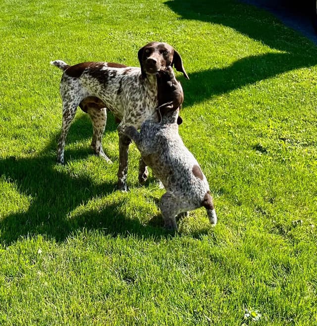 $595 Hip Cert❤️German Shorthaired Pointer Puppies.  Text 717-929-8733 media 2