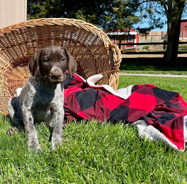 $595 Hip Cert❤️German Shorthaired Pointer Puppies.  Text 717-929-8733 media 9