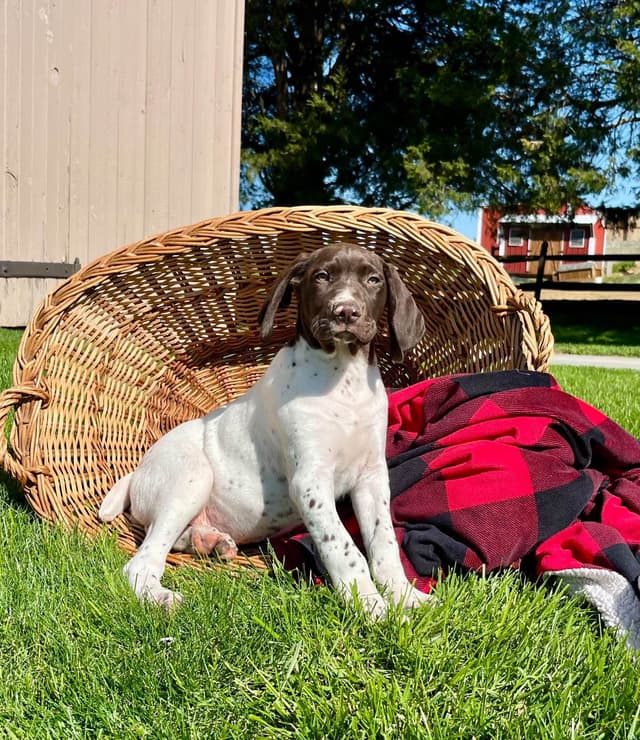 $595 Hip Cert❤️German Shorthaired Pointer Puppies.  Text 717-929-8733 media 13