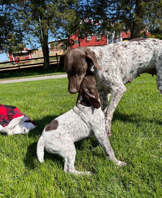 $595 Hip Cert❤️German Shorthaired Pointer Puppies.  Text 717-929-8733 media 10