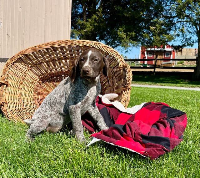 $595 Hip Cert❤️German Shorthaired Pointer Puppies.  Text 717-929-8733 media 12