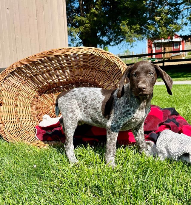 $595 Hip Cert❤️German Shorthaired Pointer Puppies.  Text 717-929-8733 media 16