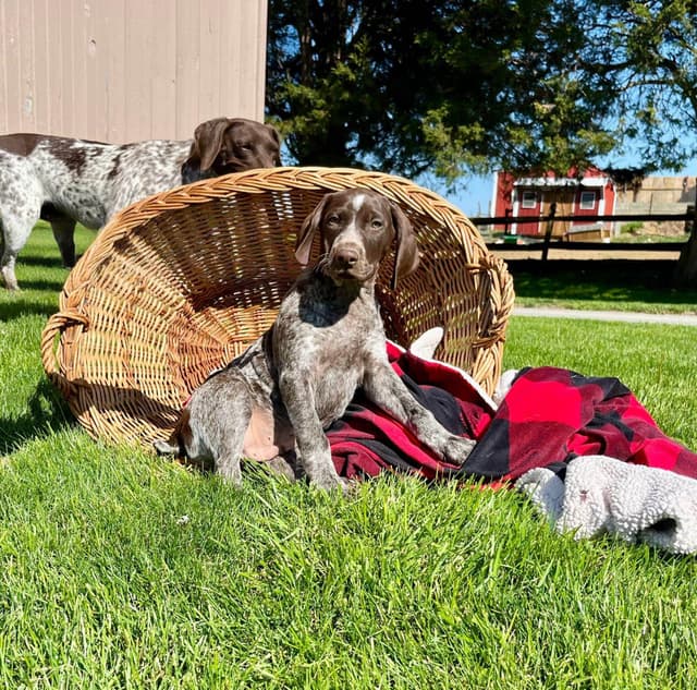 $595 Hip Cert❤️German Shorthaired Pointer Puppies.  Text 717-929-8733 media 17