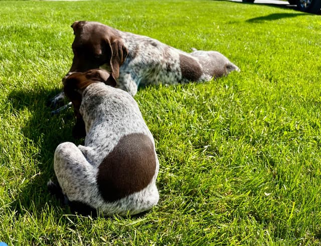 $595 Hip Cert❤️German Shorthaired Pointer Puppies.  Text 717-929-8733 media 8