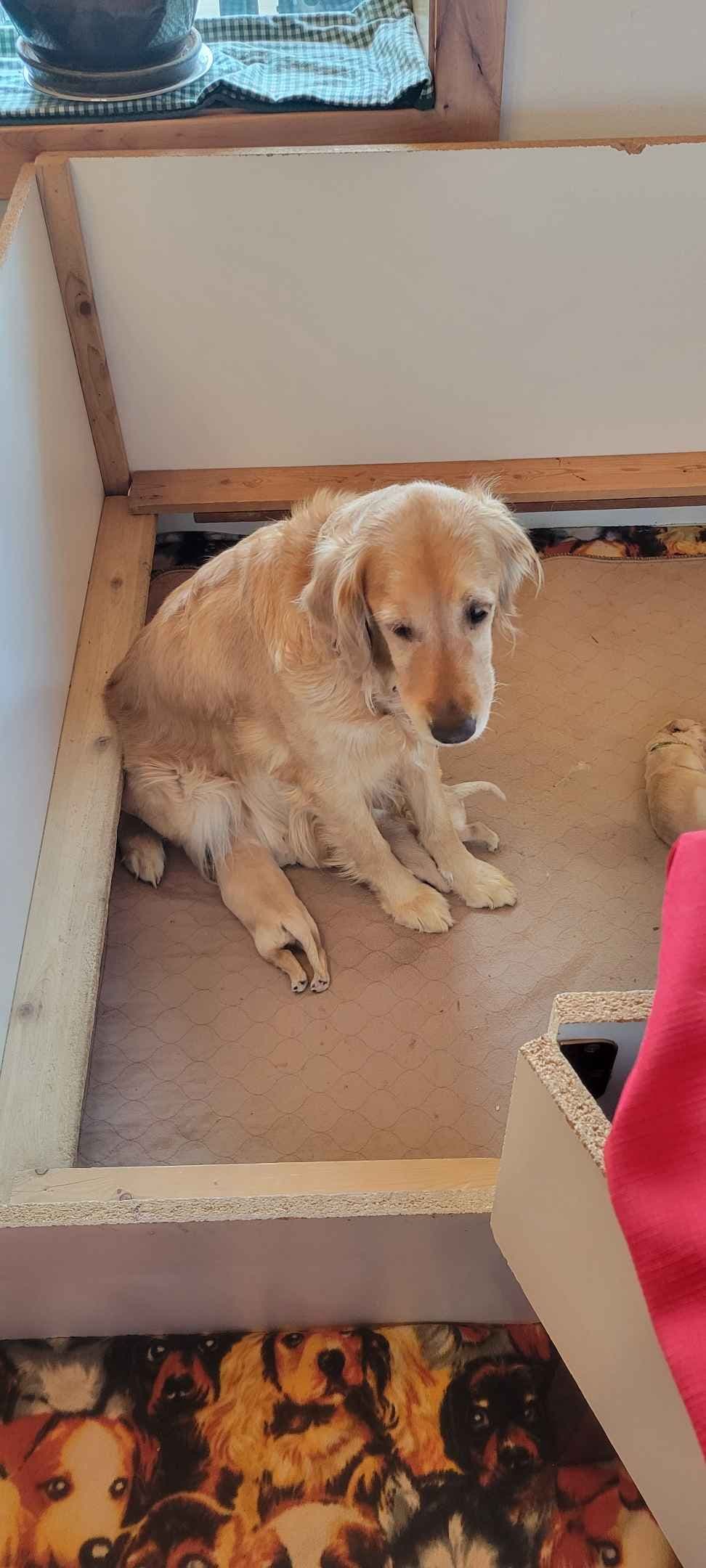 Golden Retriever Puppies breeder image 1