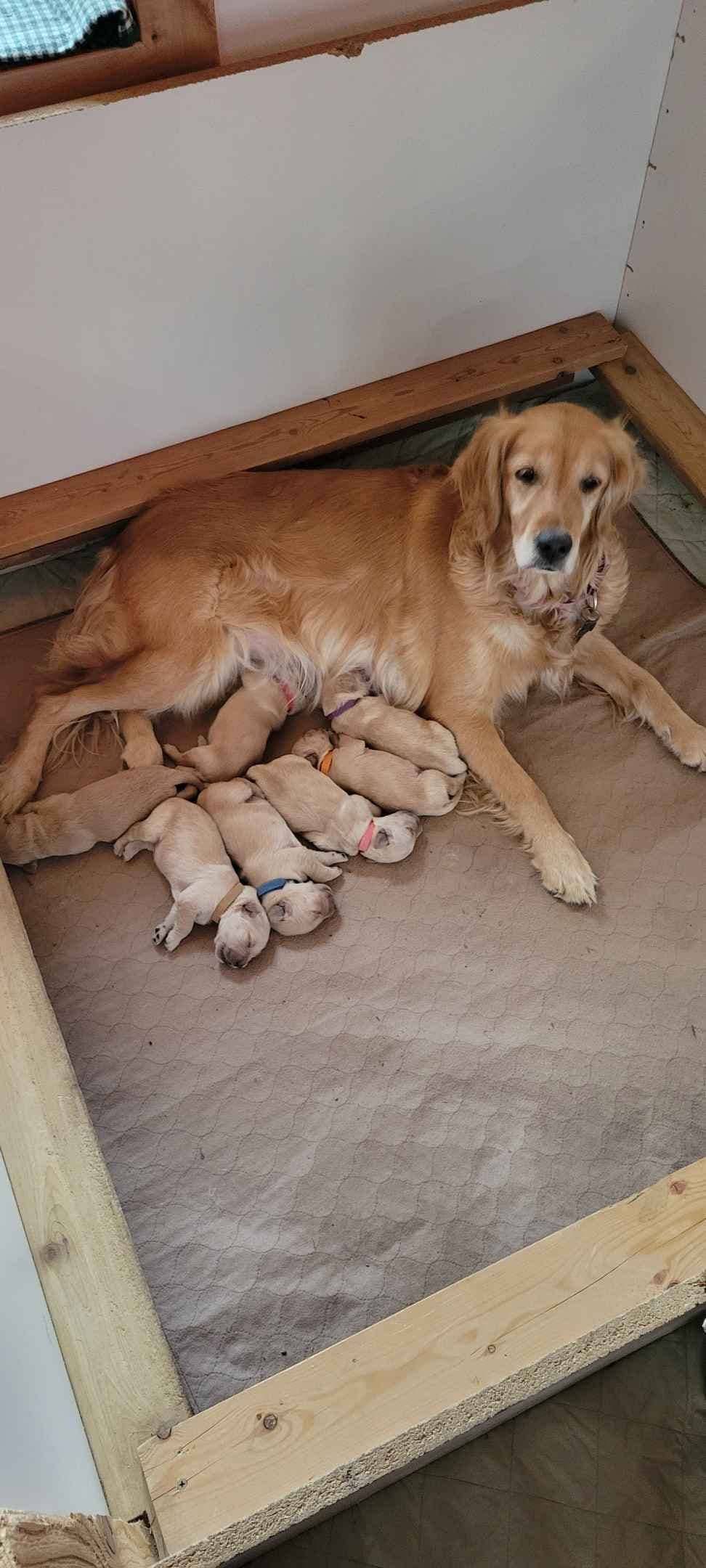Golden Retriever Puppies breeder image 3