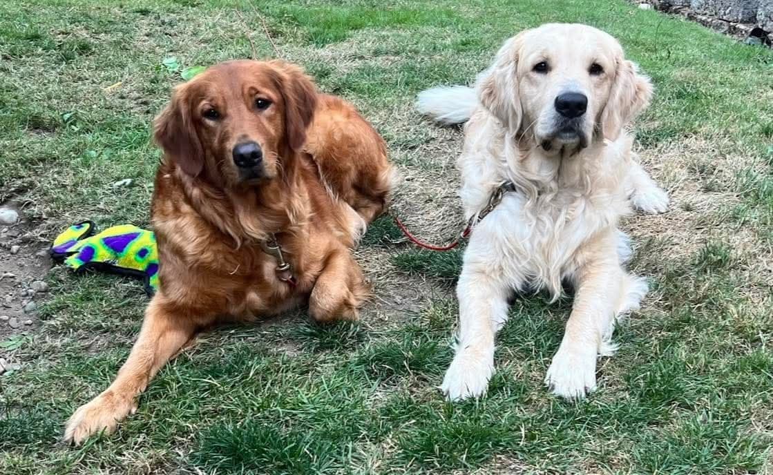 Golden Retriever Puppies breeder image 4