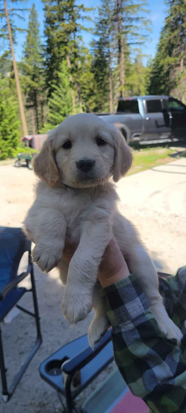 Golden Retriever Puppies media 2