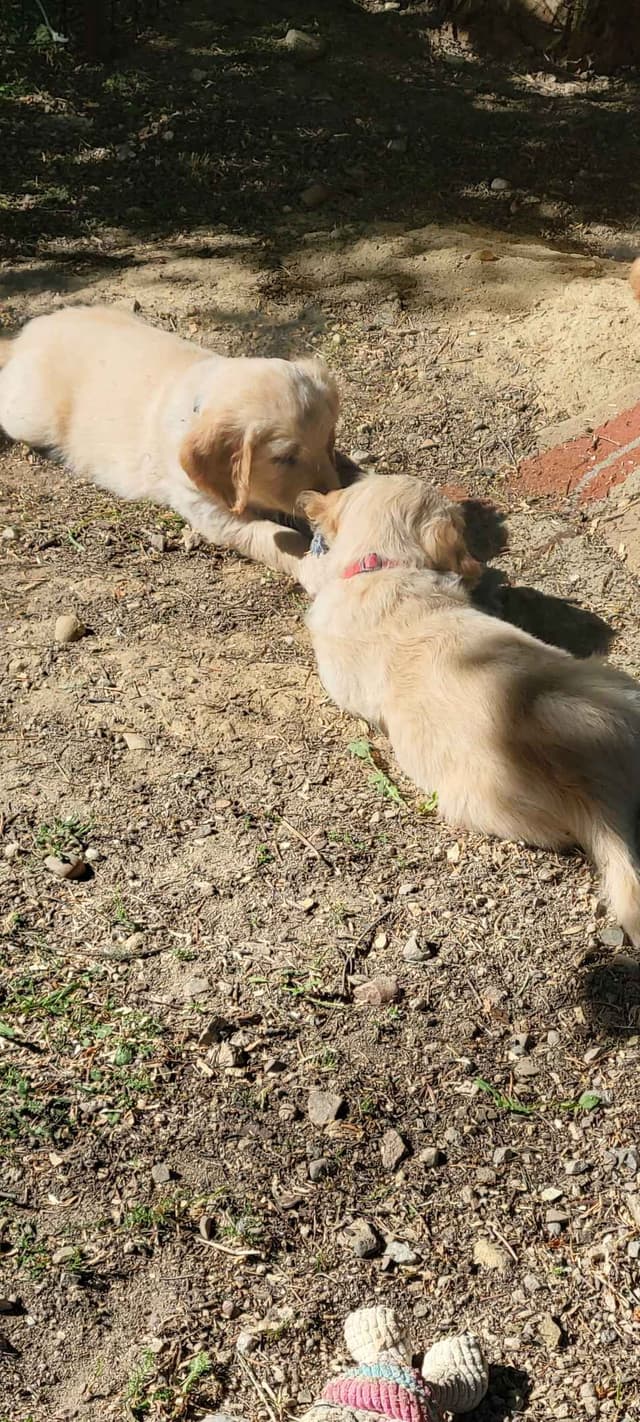 Golden Retriever Puppies media 3