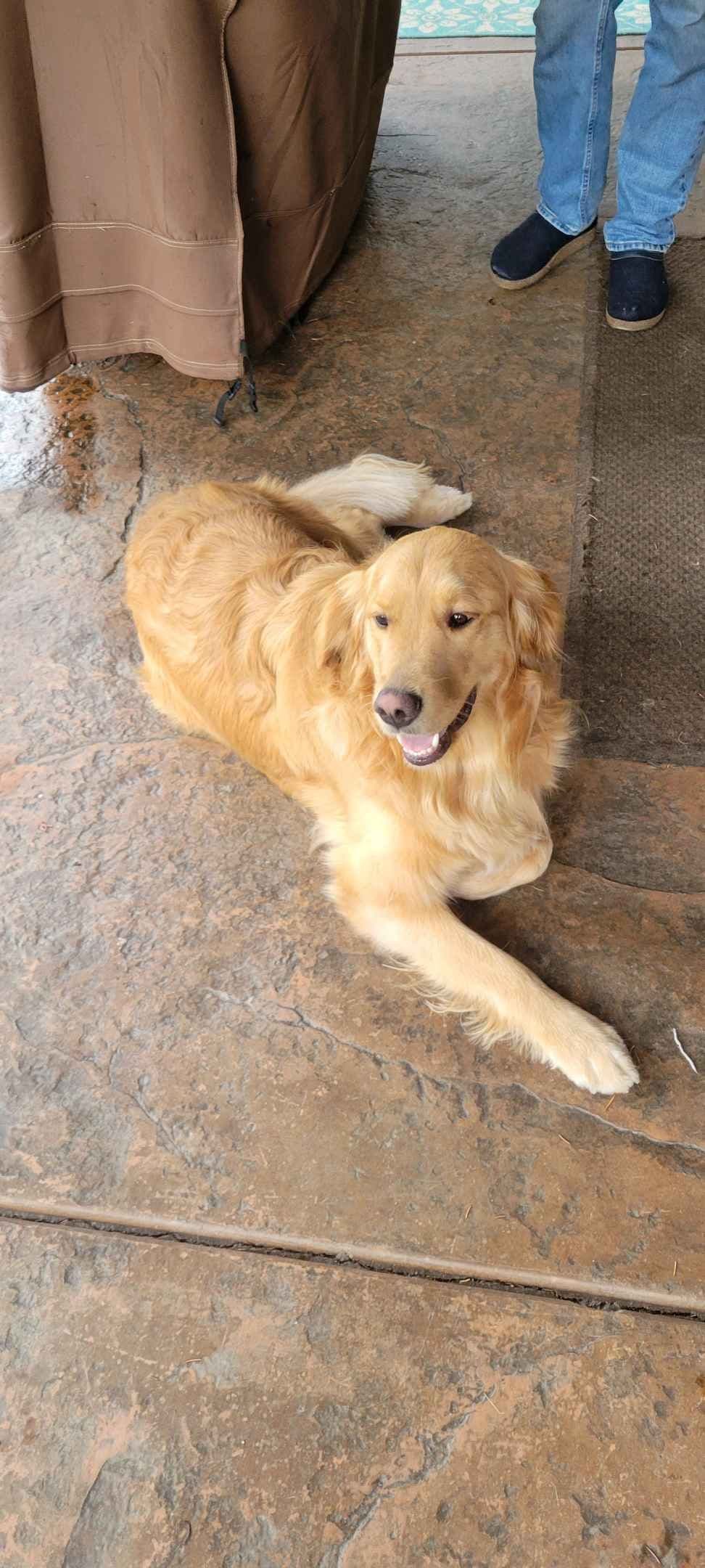 Golden Retriever Puppies breeder image 7