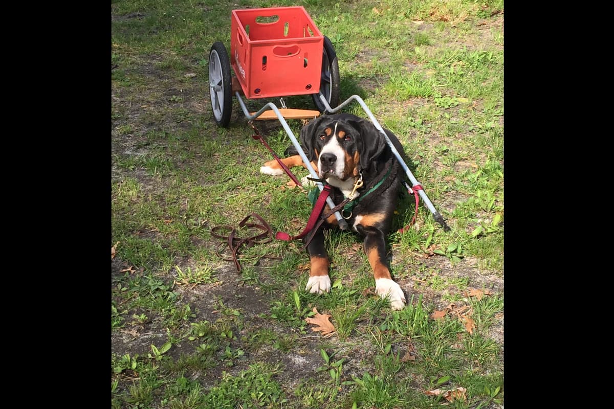 Greater Swiss Mountain Dog Puppies breeder image 4