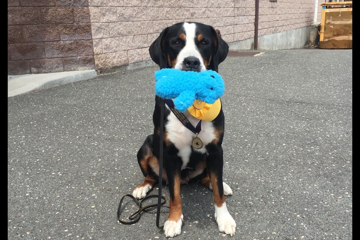 Greater Swiss Mountain Dog Puppies breeder image 5