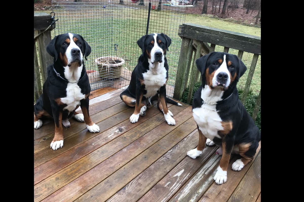 Greater Swiss Mountain Dog Puppies breeder image 6