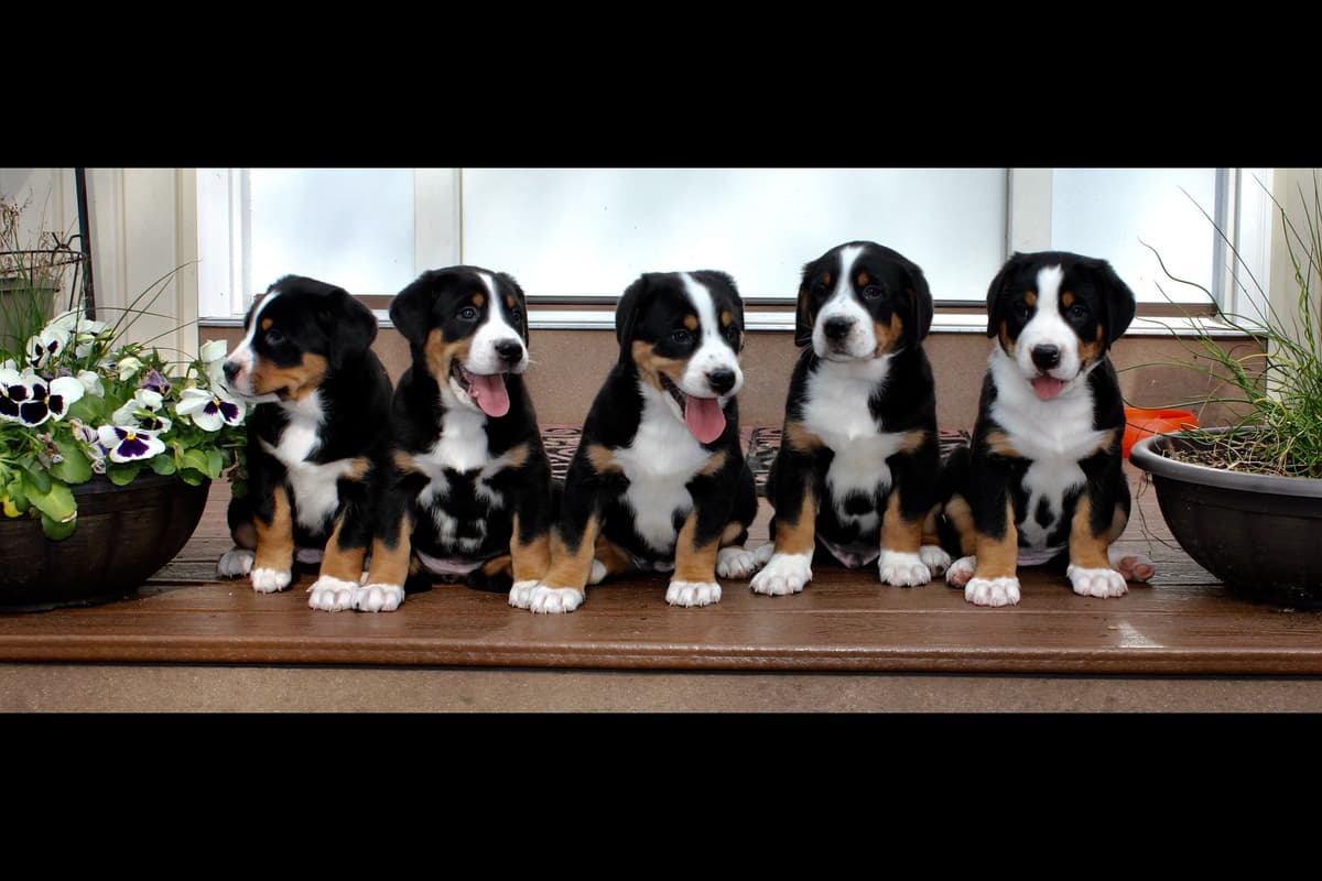 Greater Swiss Mountain Dog Puppies breeder image 8