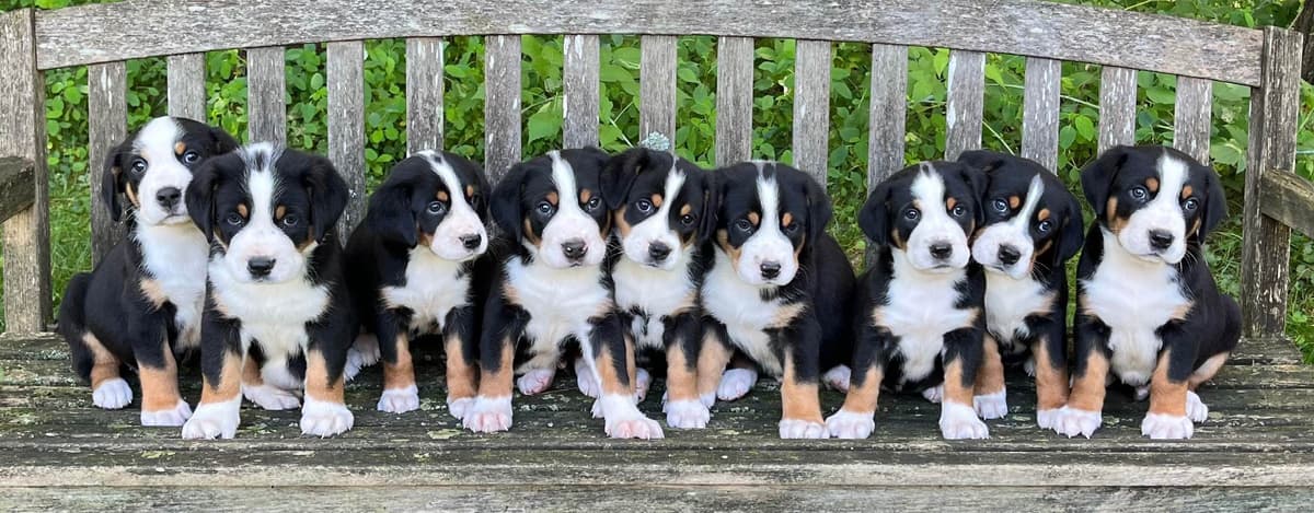 Greater Swiss Mountain Dog Puppies breeder image 7