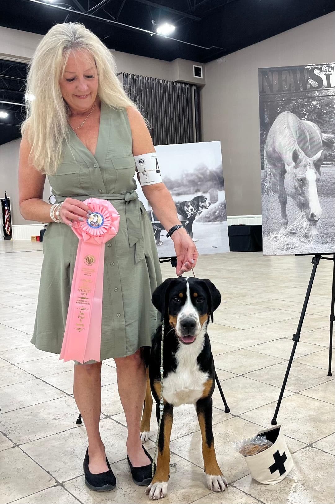 Greater Swiss Mountain Dog Puppies breeder image 9