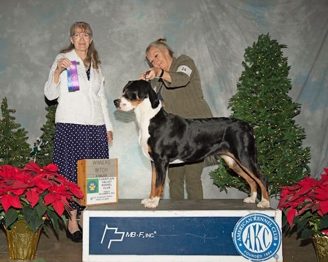 Greater Swiss Mountain Dog Puppies breeder image 10