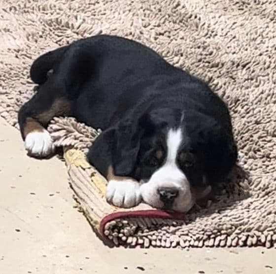 Greater Swiss Mountain Dog Puppies breeder image 11