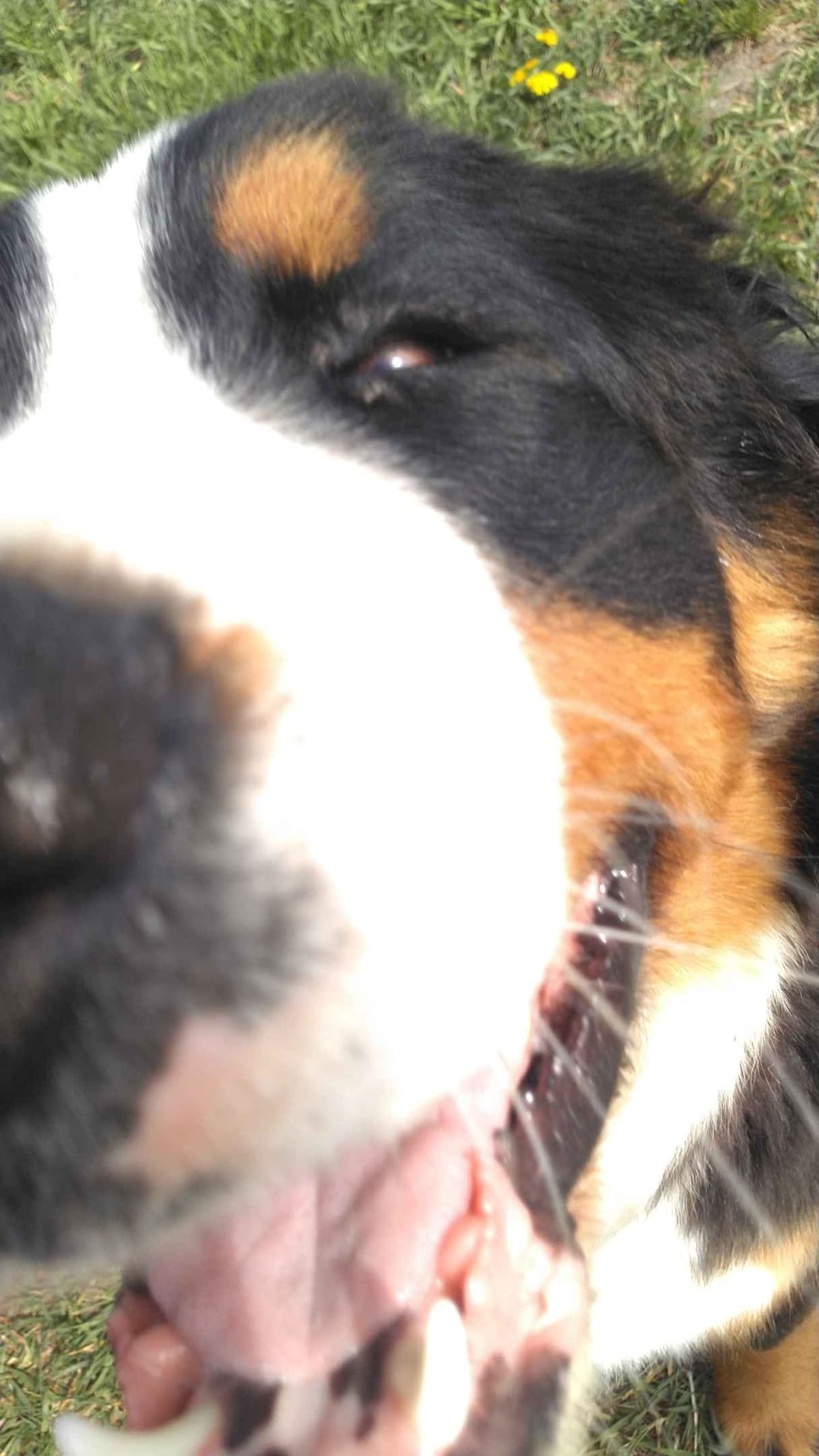 Bernese Mountain Dog Puppies breeder image 1