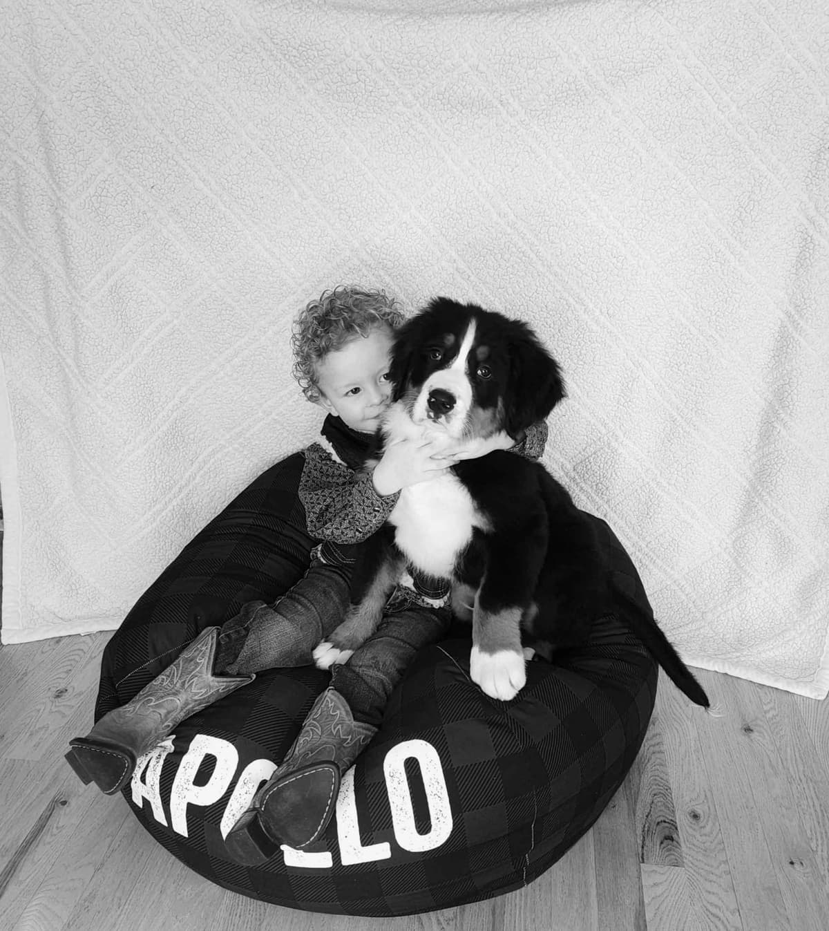 Bernese Mountain Dog Puppies breeder image 5