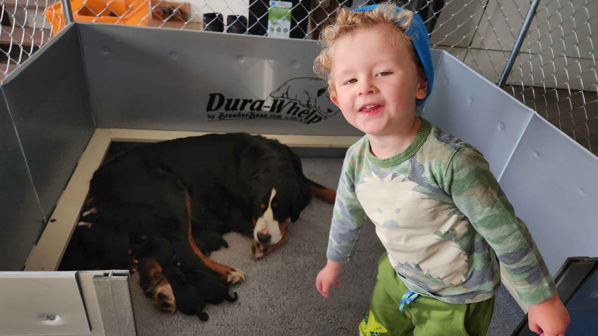 Bernese Mountain Dog Puppies breeder image 9