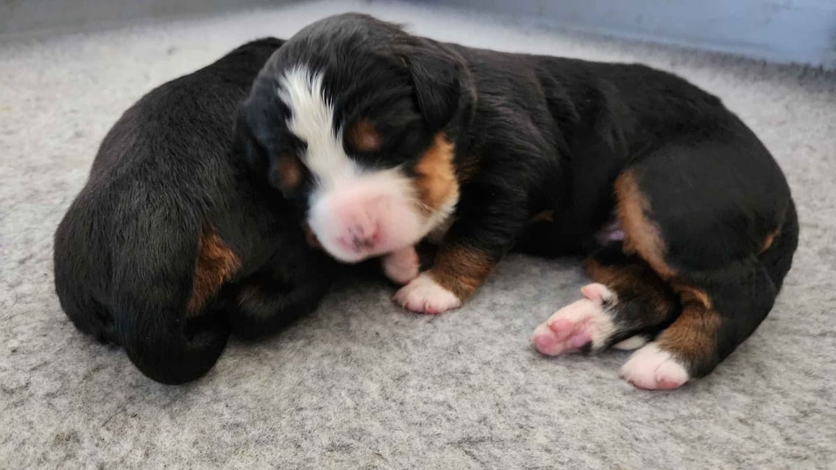 Bernese Mountain Dog Puppies breeder image 6