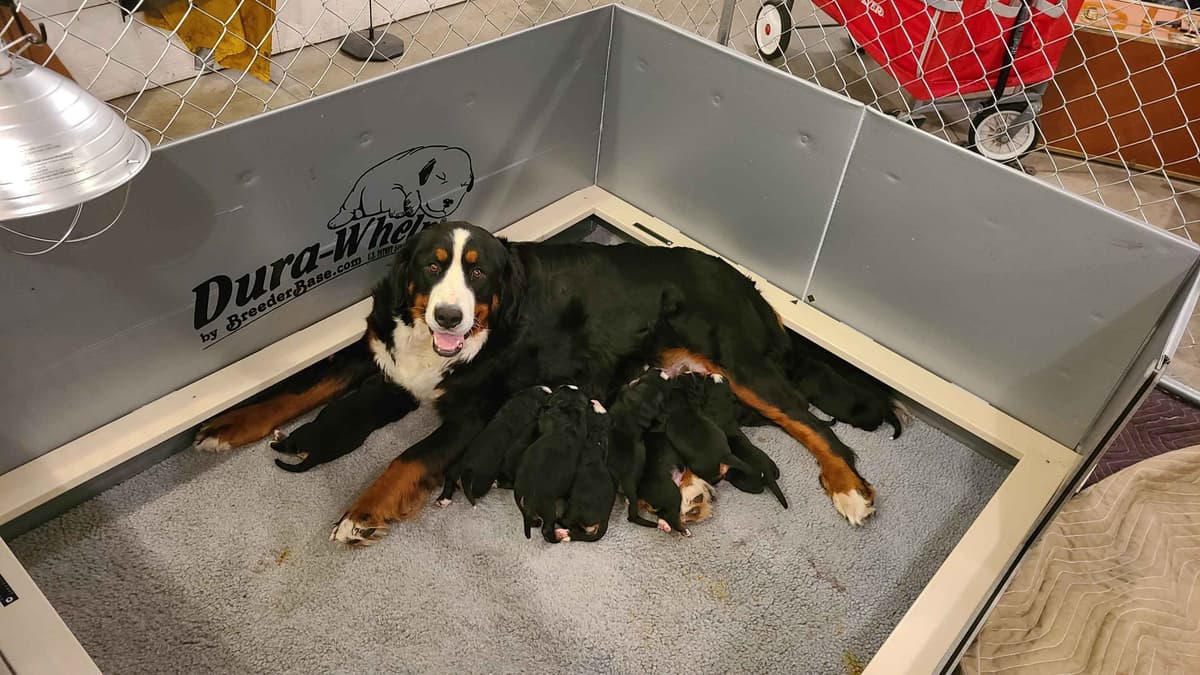 Bernese Mountain Dog Puppies breeder image 4