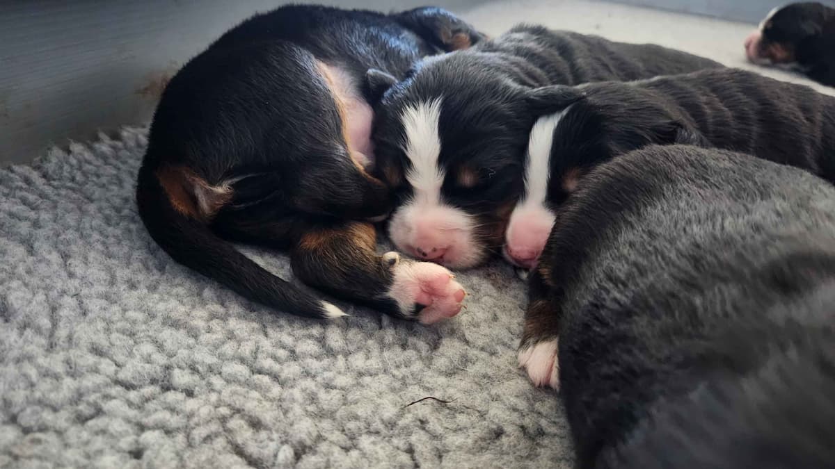 Bernese Mountain Dog Puppies breeder image 8