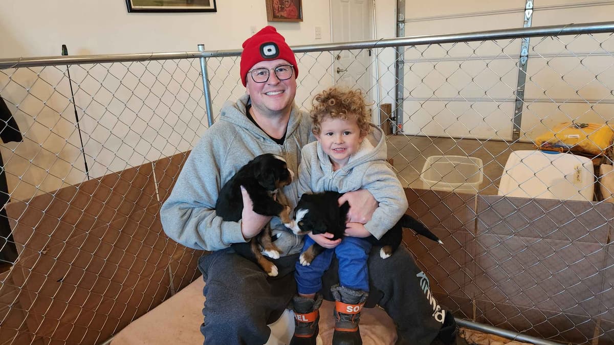 Bernese Mountain Dog Puppies breeder image 12