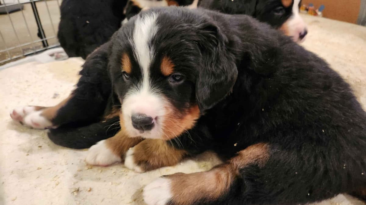 Bernese Mountain Dog Puppies breeder image 13